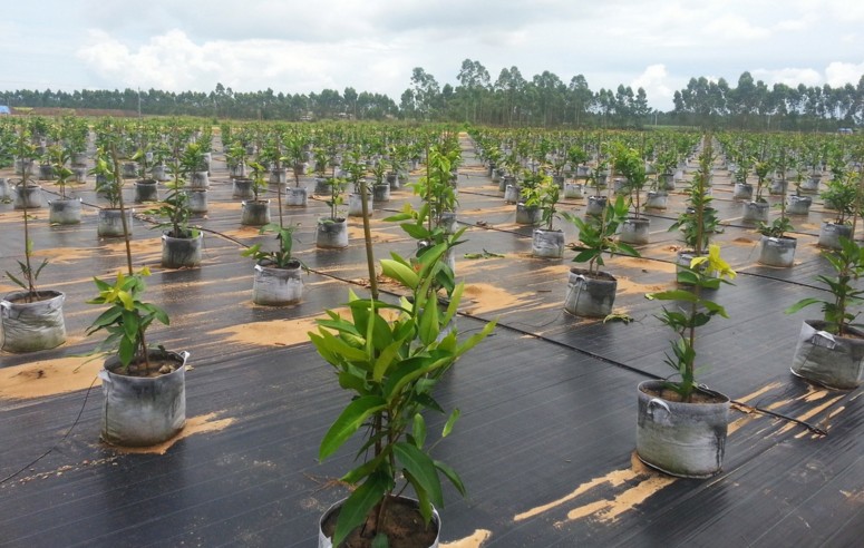 防草布、除草布